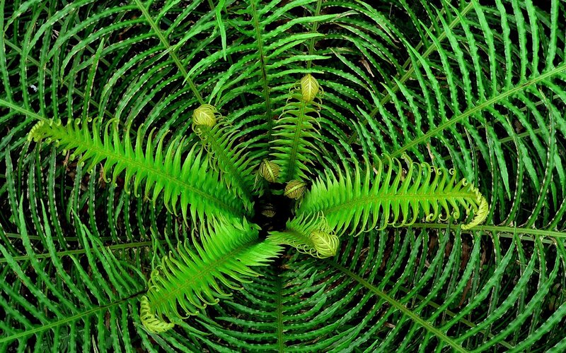 Ferns Growing in a Circle