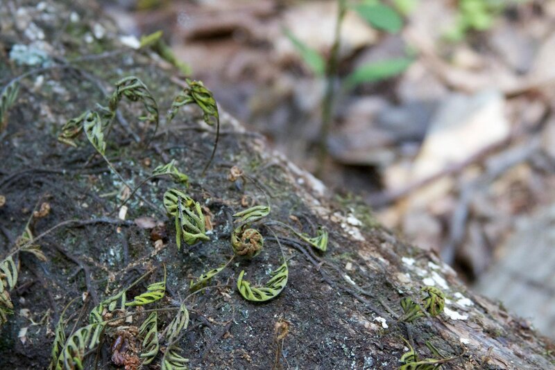 Ferns growing on a log
