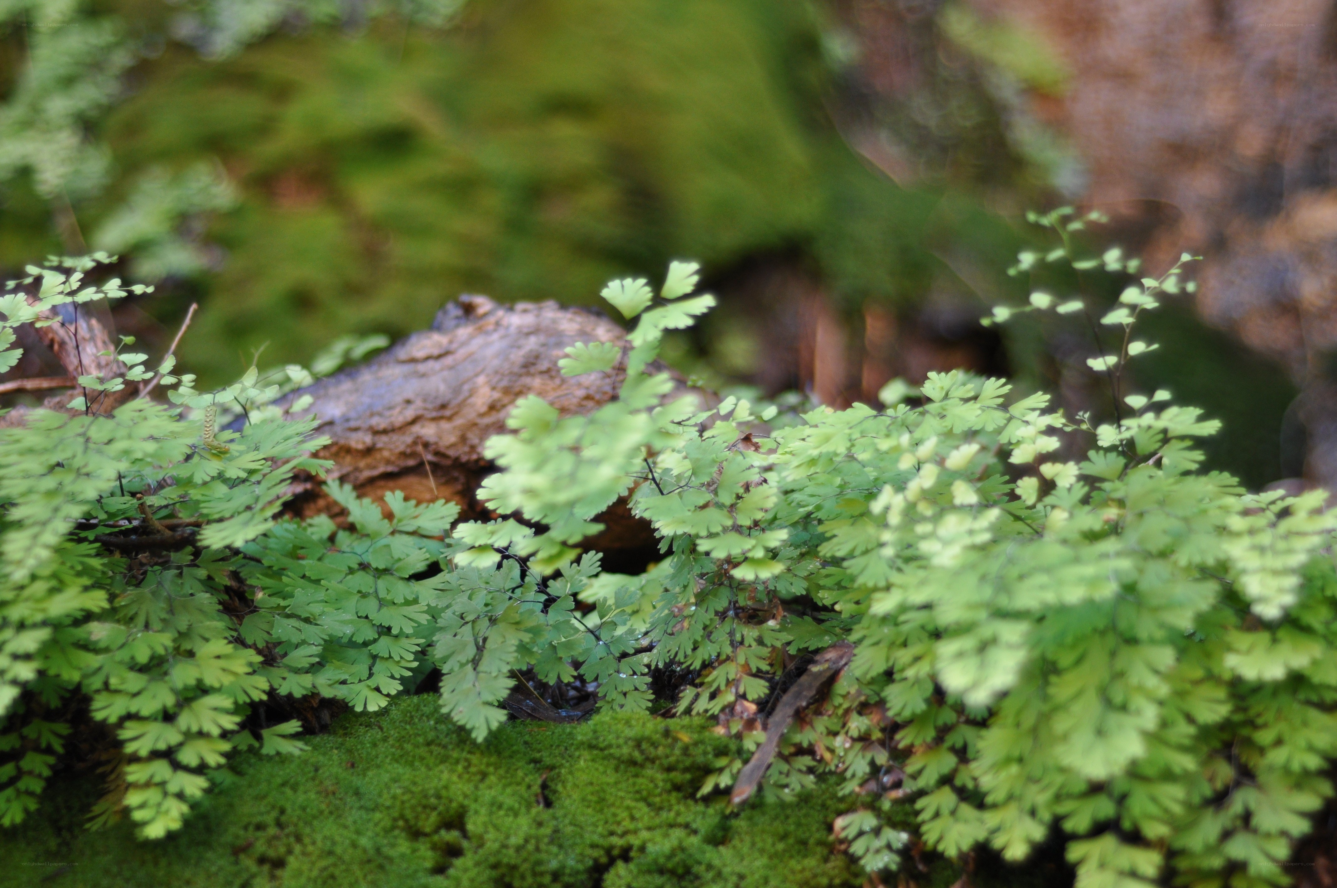 Ferns growing on a mossy log