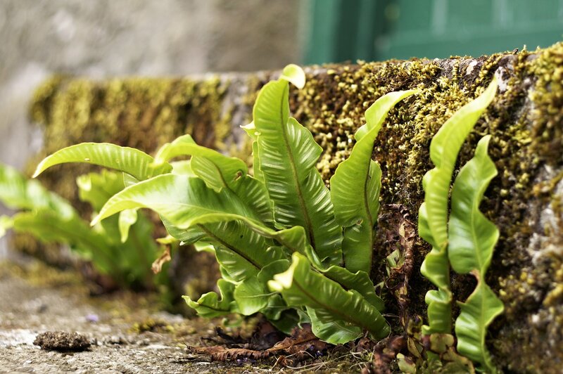 ferns growing on a mossy wall