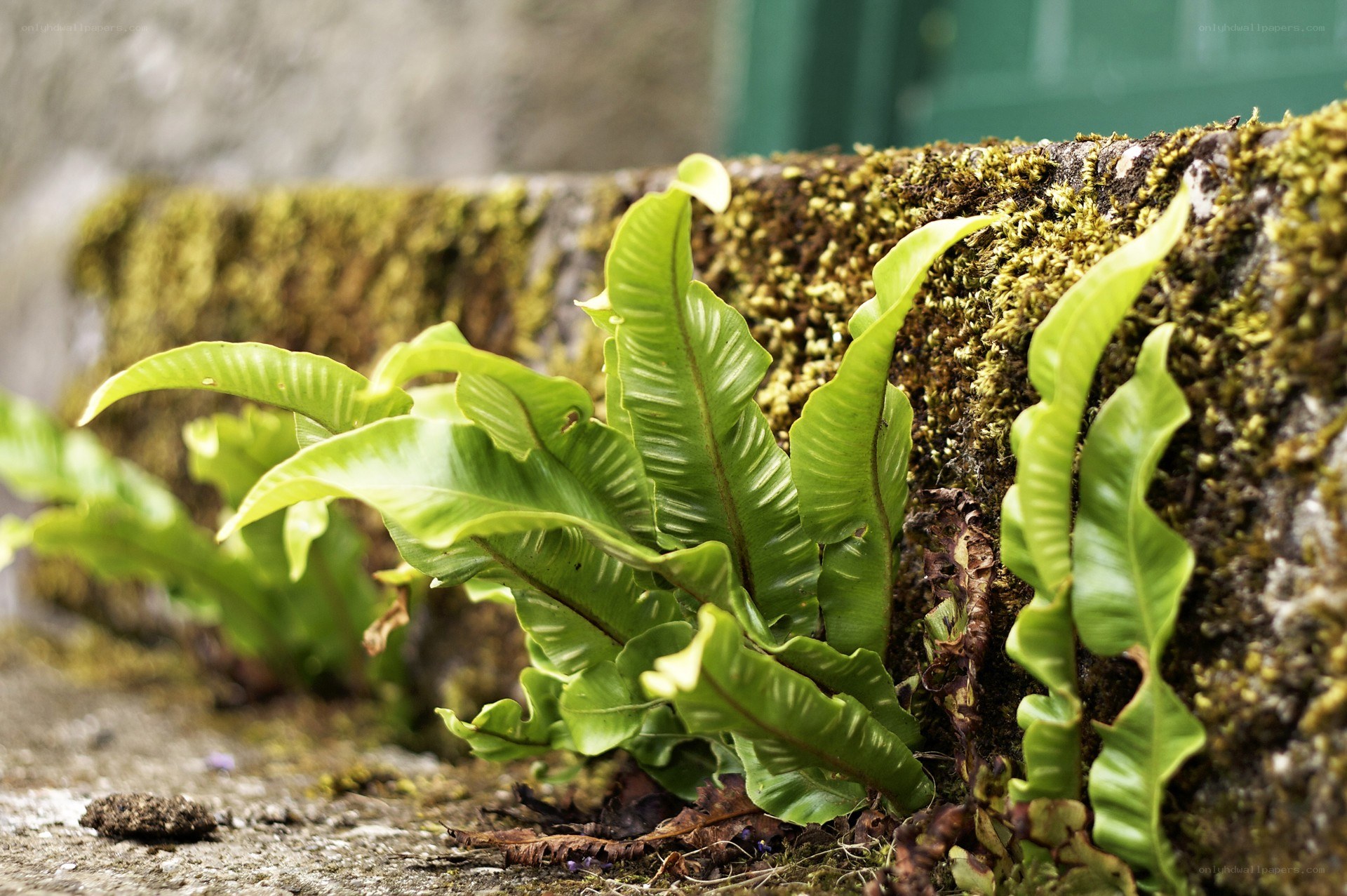 ferns growing on a mossy wall