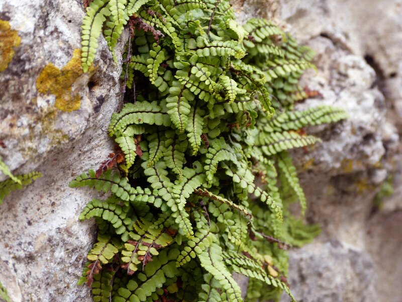 Ferns growing on a rock