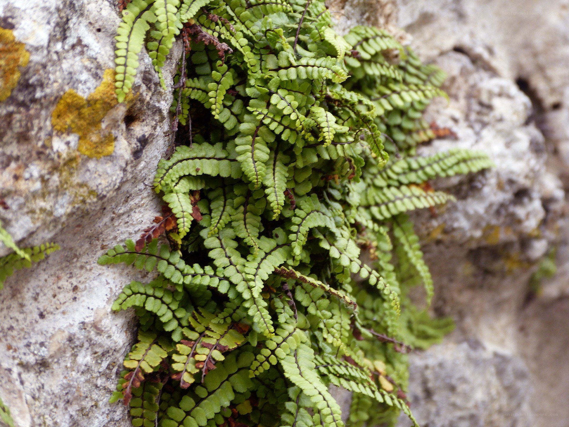 Ferns growing on a rock