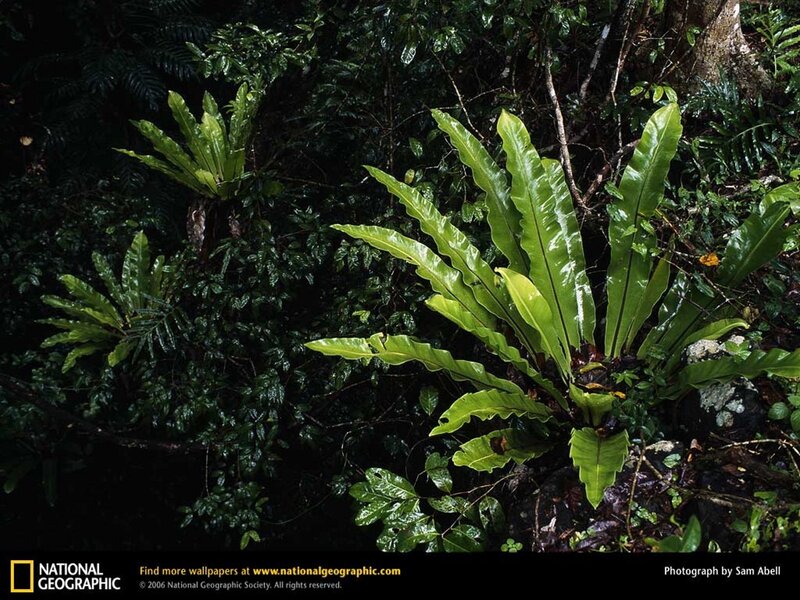 Ferns in a dense forest