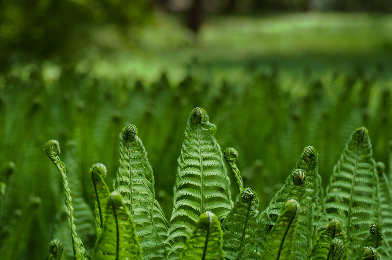 Ferns in a forest