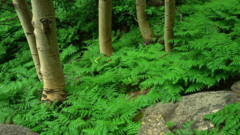 Ferns in a forest