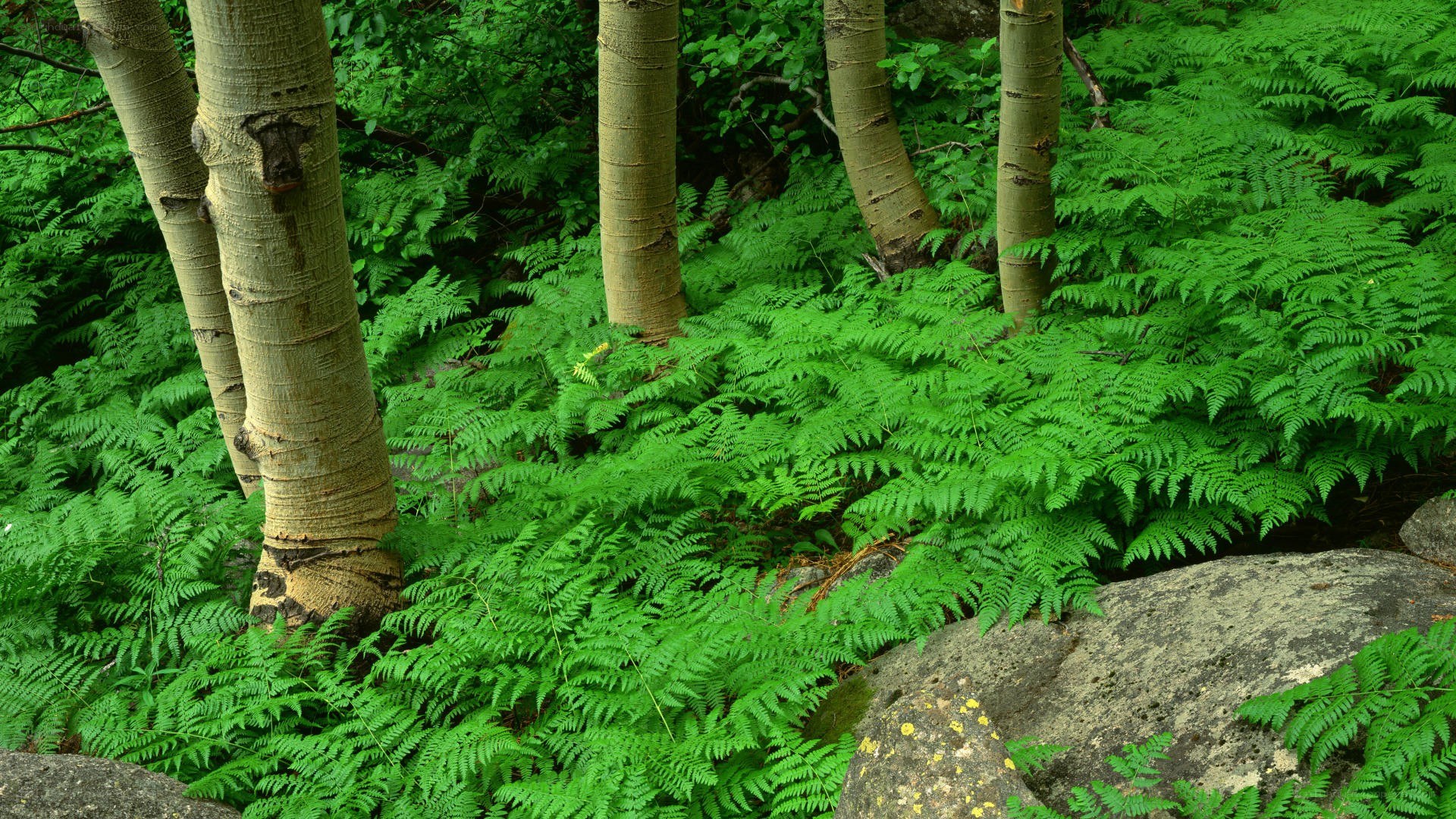 Ferns in a forest