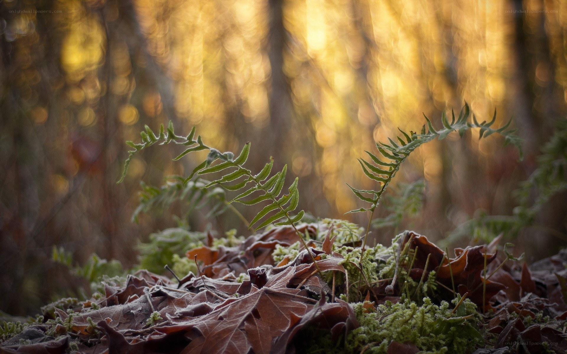 Ferns in a forest at sunrise