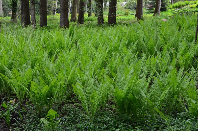 Ferns in a forest clearing