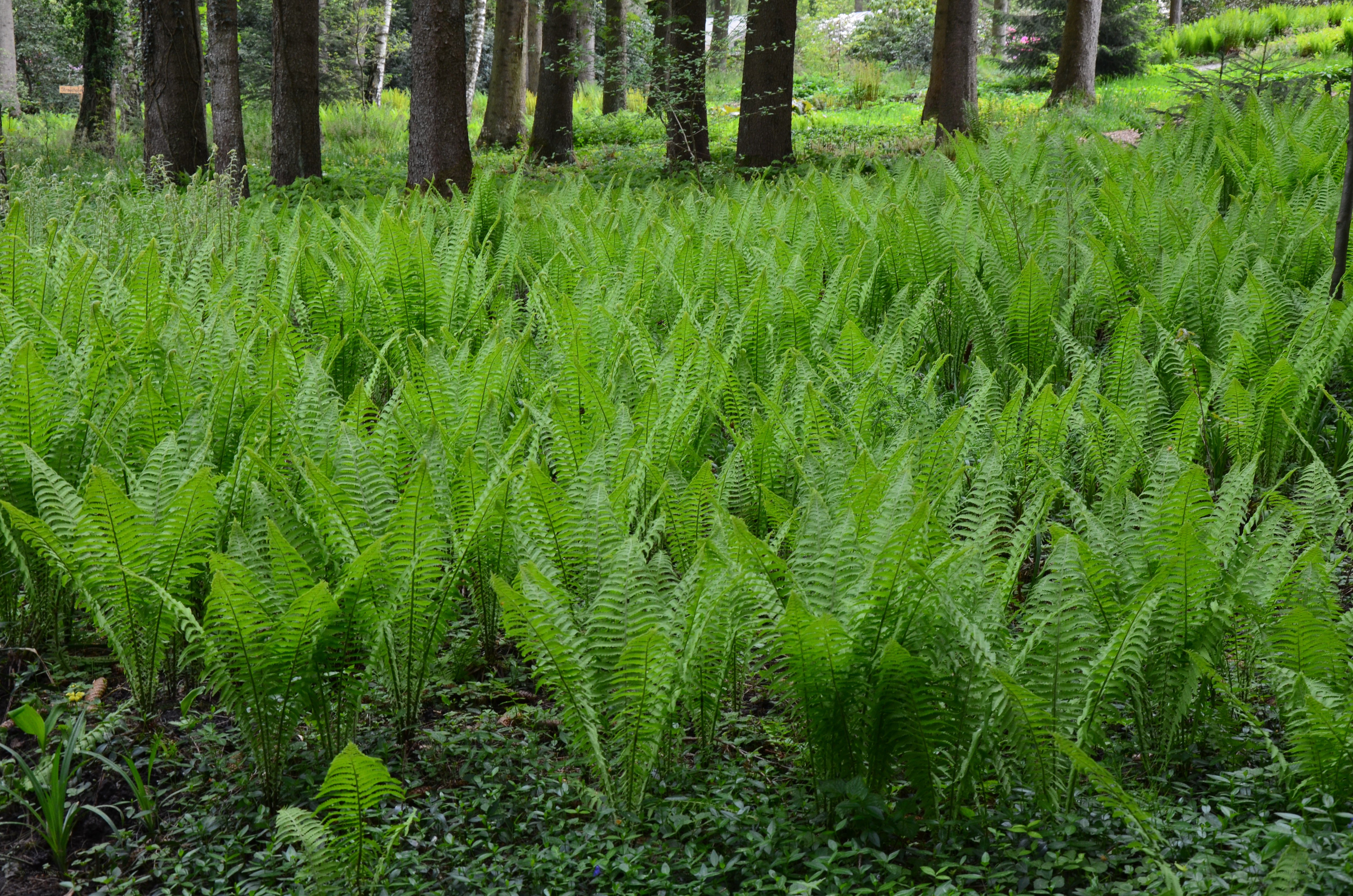 Ferns in a forest clearing
