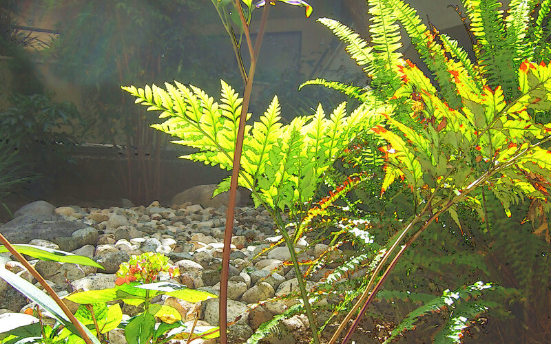 Ferns in a garden setting