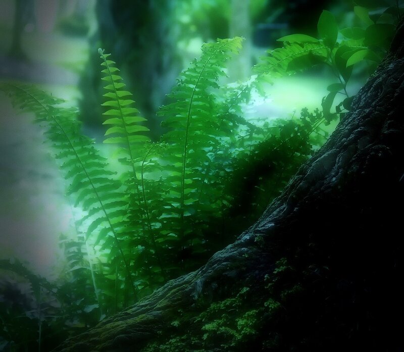 Ferns in a misty forest