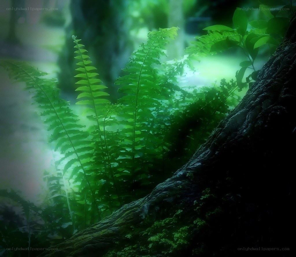 Ferns in a misty forest