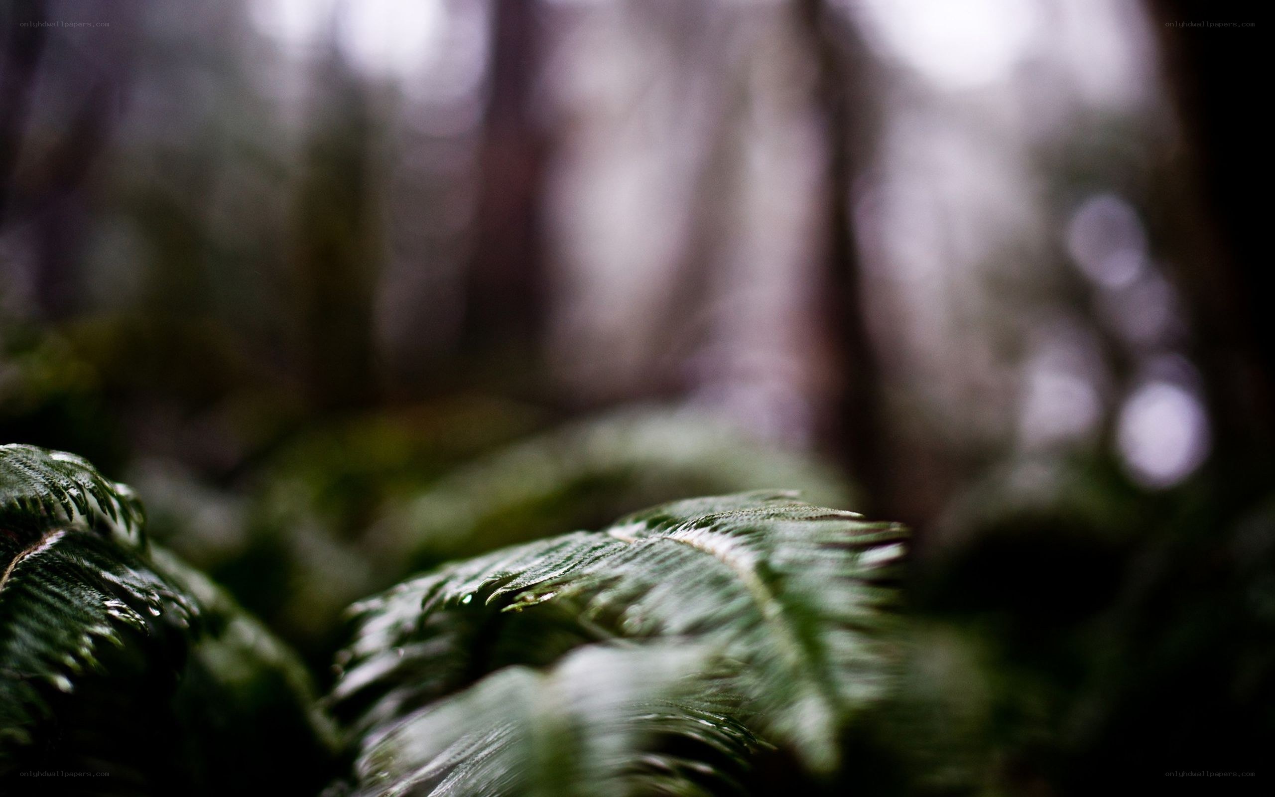 Ferns in a misty forest