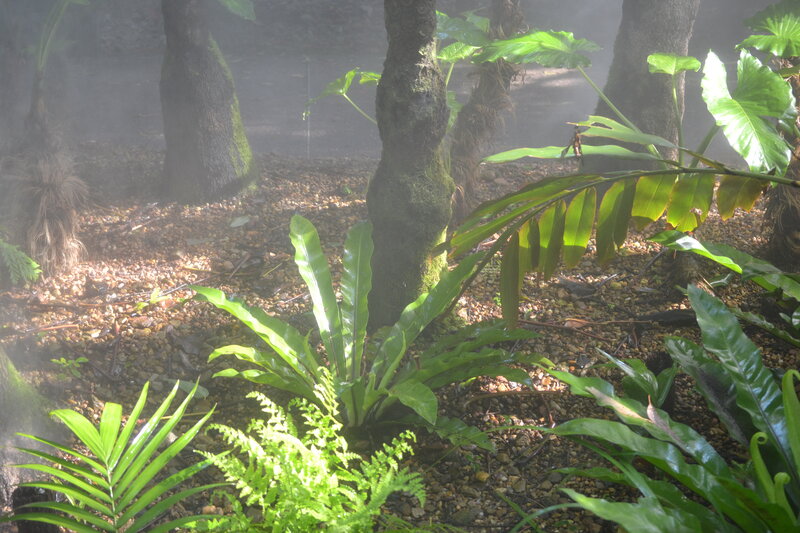 Ferns in a Misty Forest — Green
