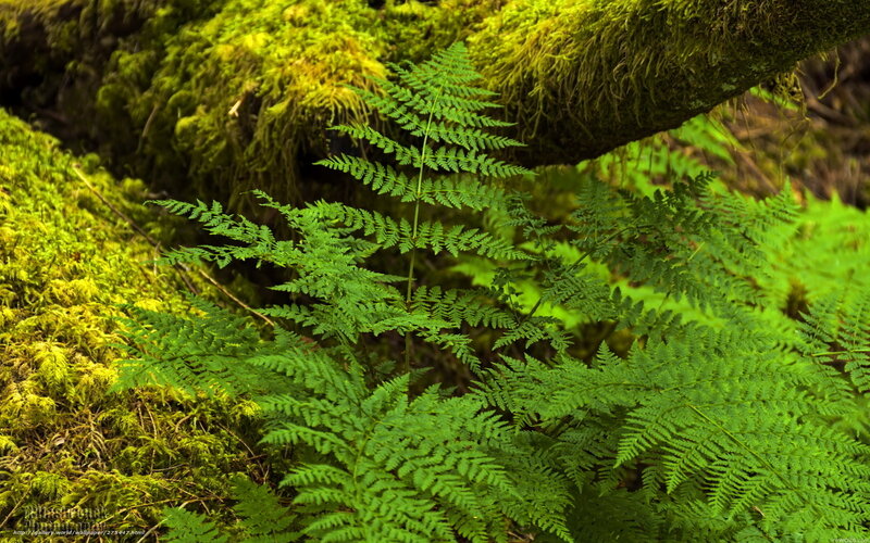 Ferns in a mossy forest