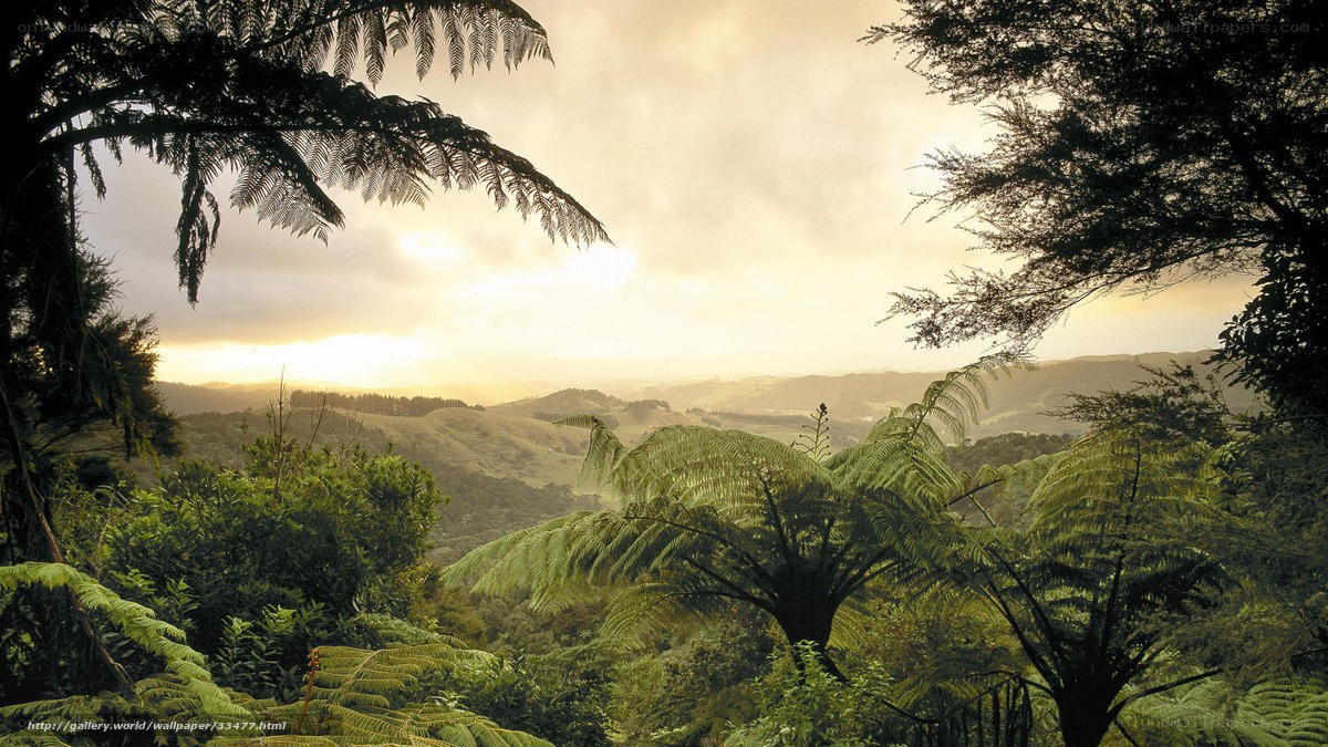 Ferns in a valley at sunrise