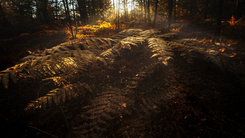 Ferns in Forest — Brown