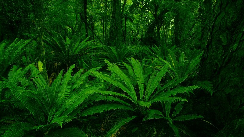 Ferns in Forest — Green, Dense