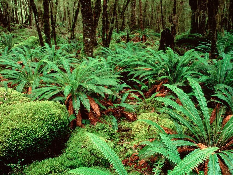 Ferns in Forest — Green, Lush, Photograph, Trees, Moss