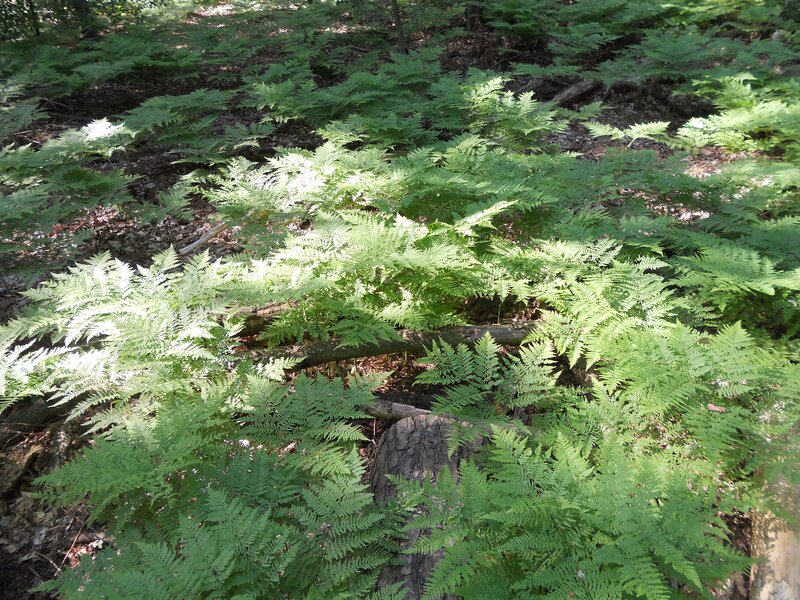 Ferns in Forest — Green, Natural, Afternoon