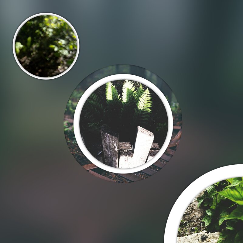 Ferns in Forest — Green, Natural