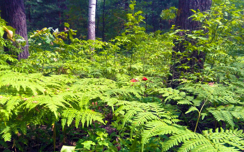 Ferns in Forest — Green, Serene, Afternoon, Photograph, Trees