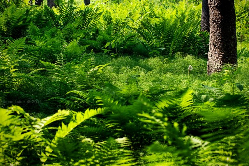 Ferns in Forest — Green, Serene