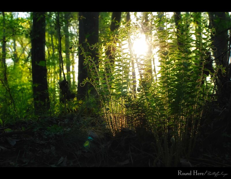 Ferns in Forest — Green
