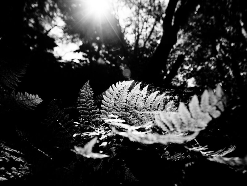 Ferns in Forest Light — Black