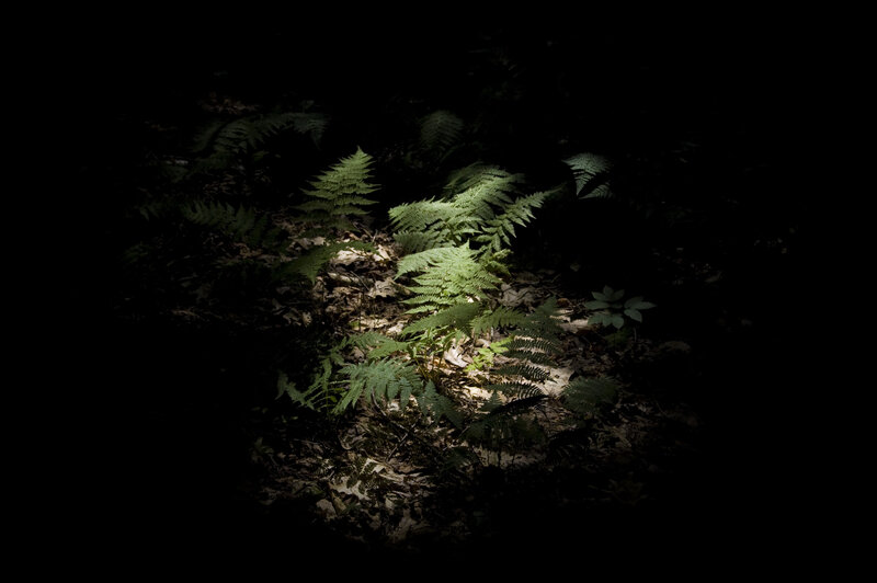 Ferns in forest light