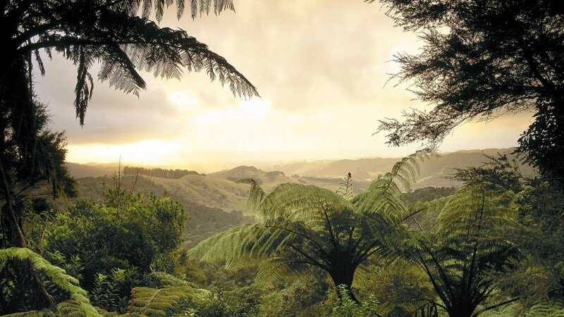 Ferns in Forest Valley