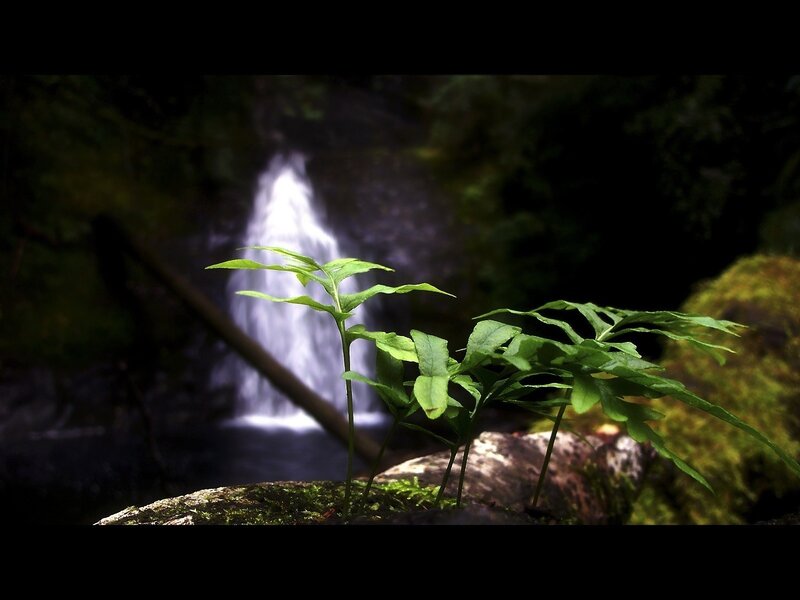 Ferns in front of a waterfall