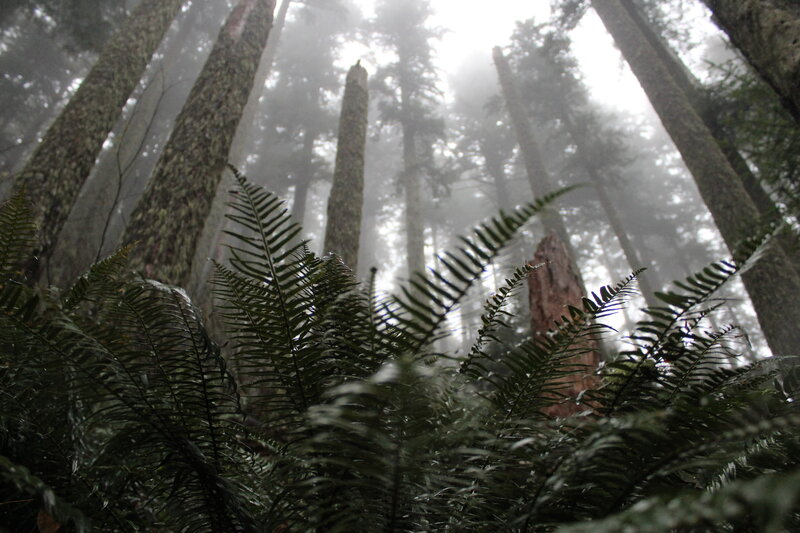 Ferns in Misty Forest — Green