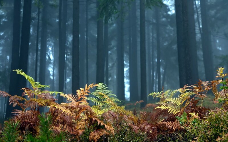 Ferns in Misty Forest