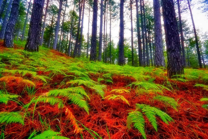 Ferns in Pine Forest