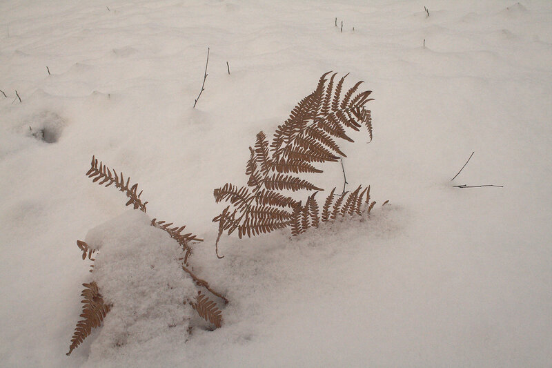 Ferns in the snow