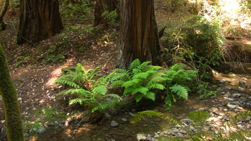 Ferns Near Stream