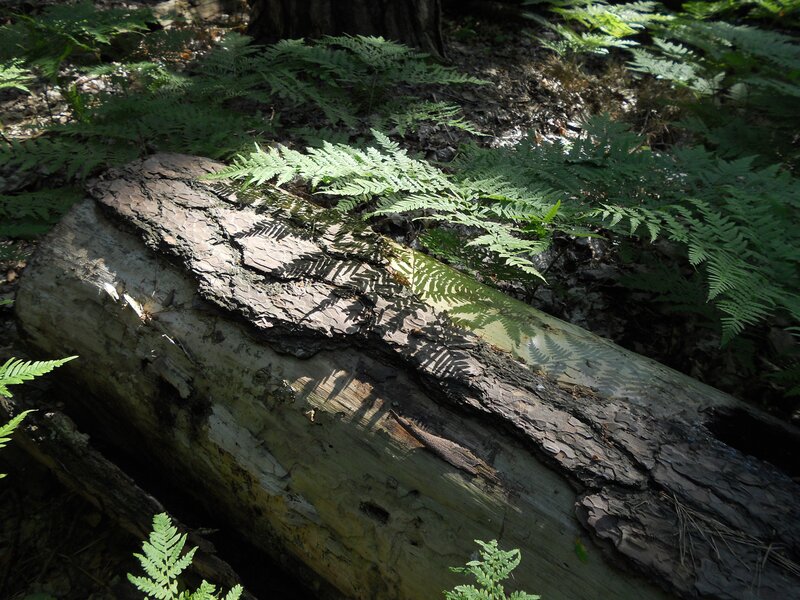 Ferns on a fallen log