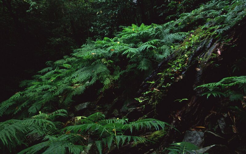 Ferns on a forest slope