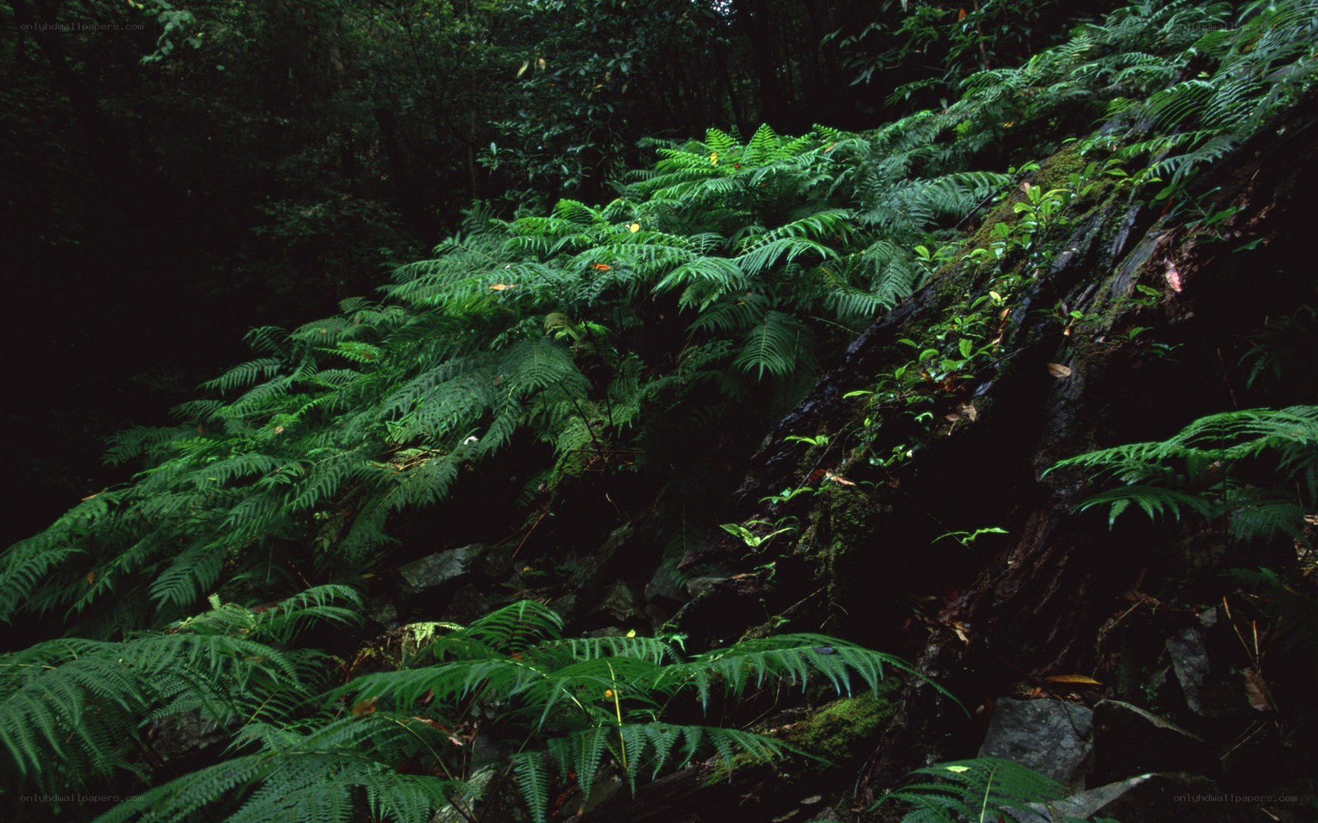 Ferns on a forest slope
