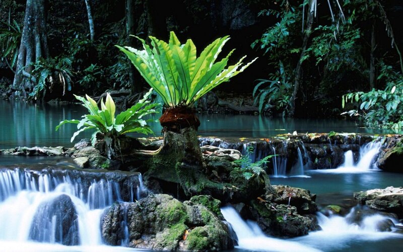 Ferns on a Waterfall