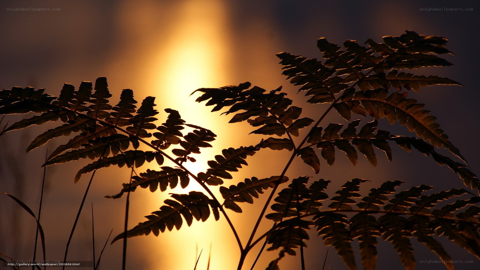 Ferns silhouetted against sunset