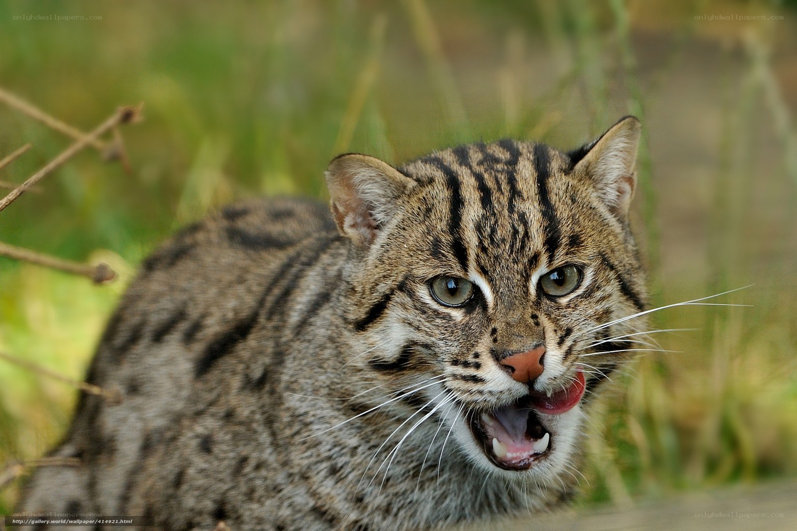 Ferocious wild cat in grass