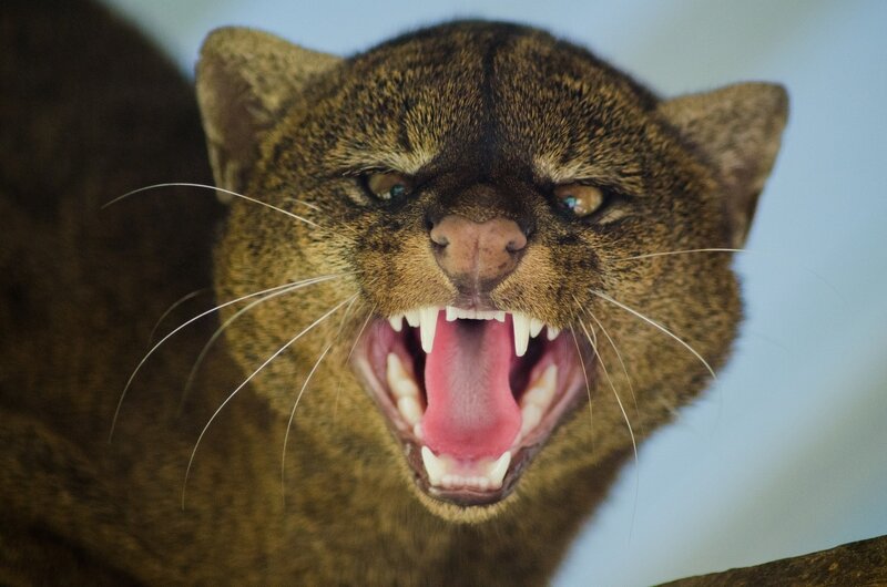 Ferocious wild cat snarling