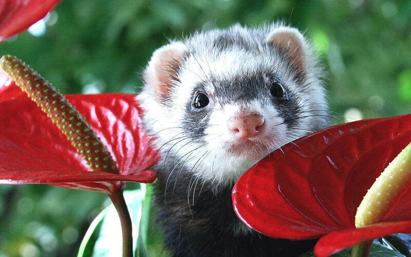 Ferret Among Flowers — Red
