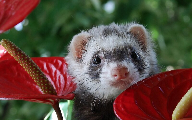 Ferret Among Flowers