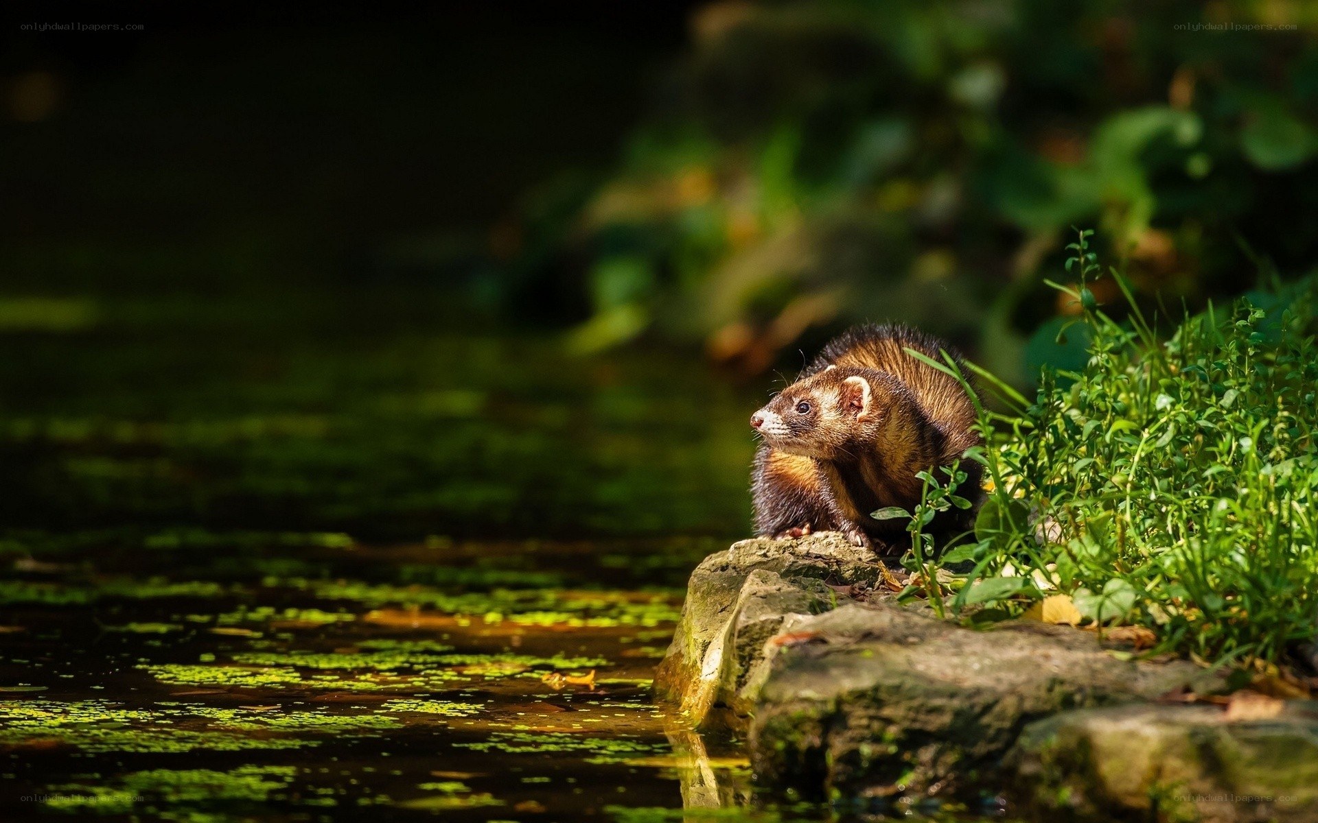 Ferret by a pond