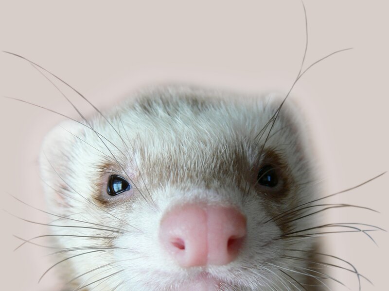 Ferret Face Close-up — White