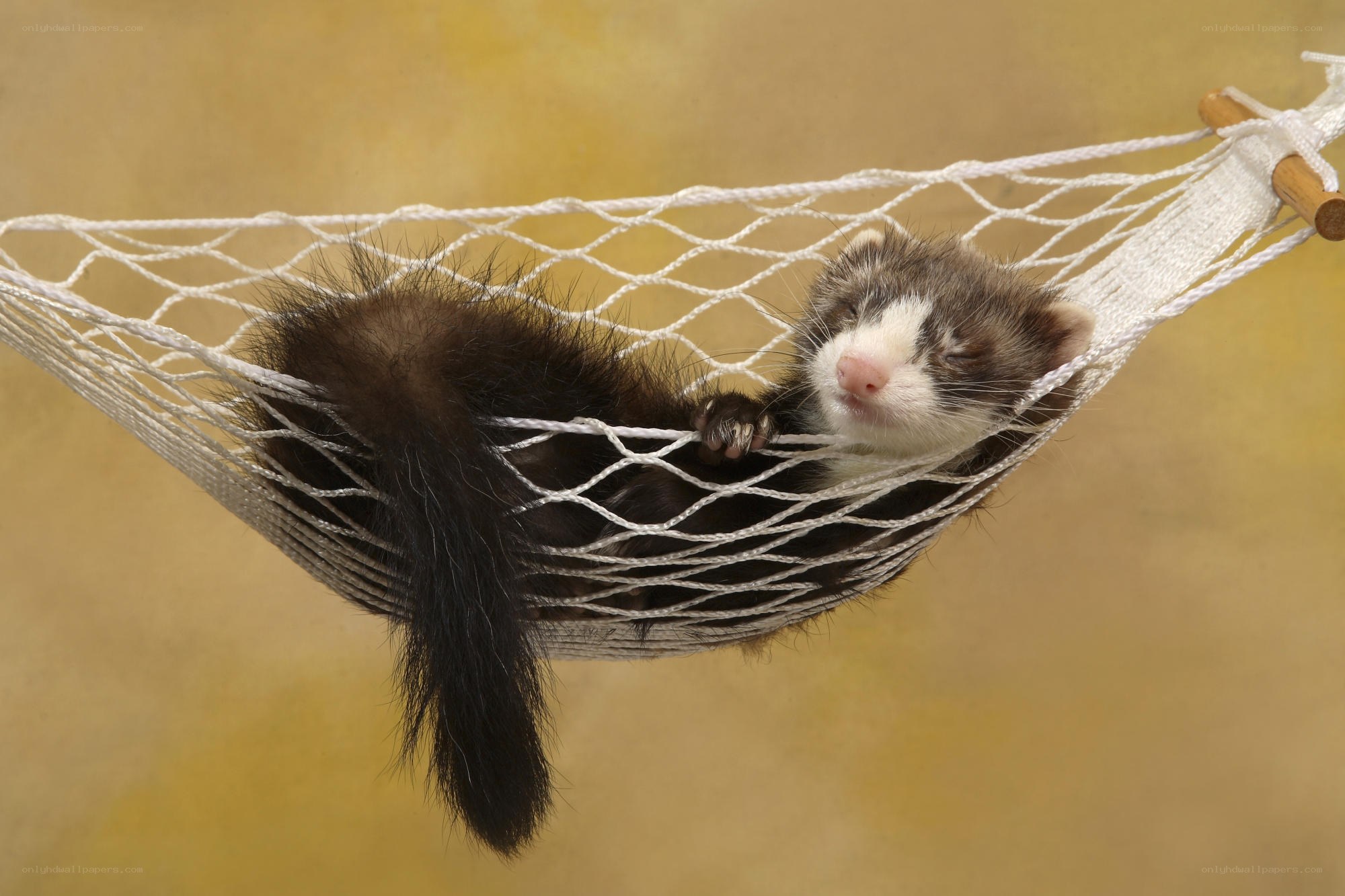 ferret in a hammock